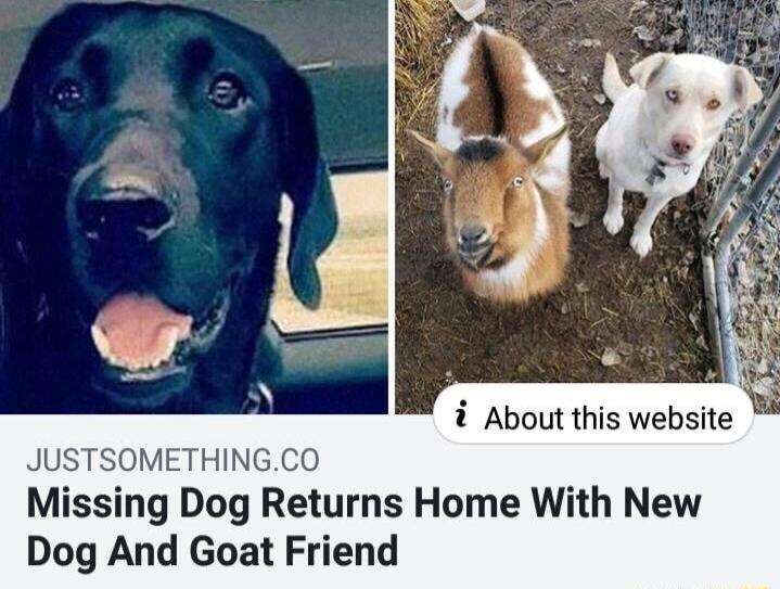 i About this website JUSTSOMETHINGCO Missing Dog Returns Home With New Dog And Goat Friend