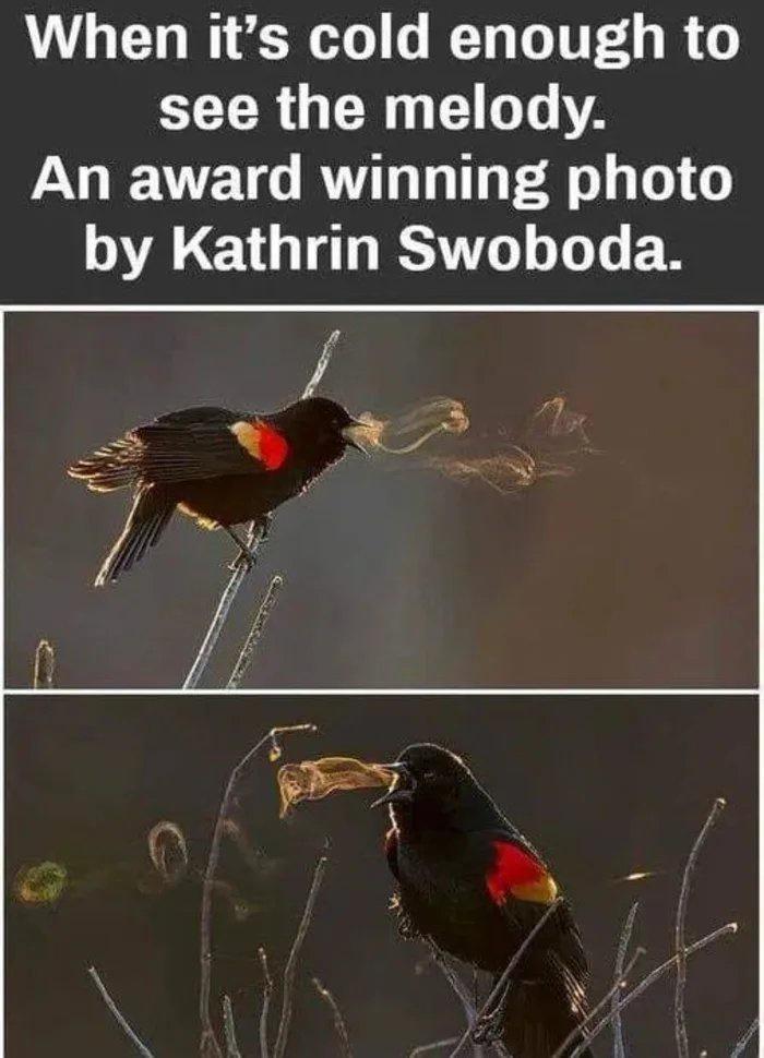 When its cold enough to CECRGEN T An award winning photo by Kathrin Swoboda 2 9 ZI