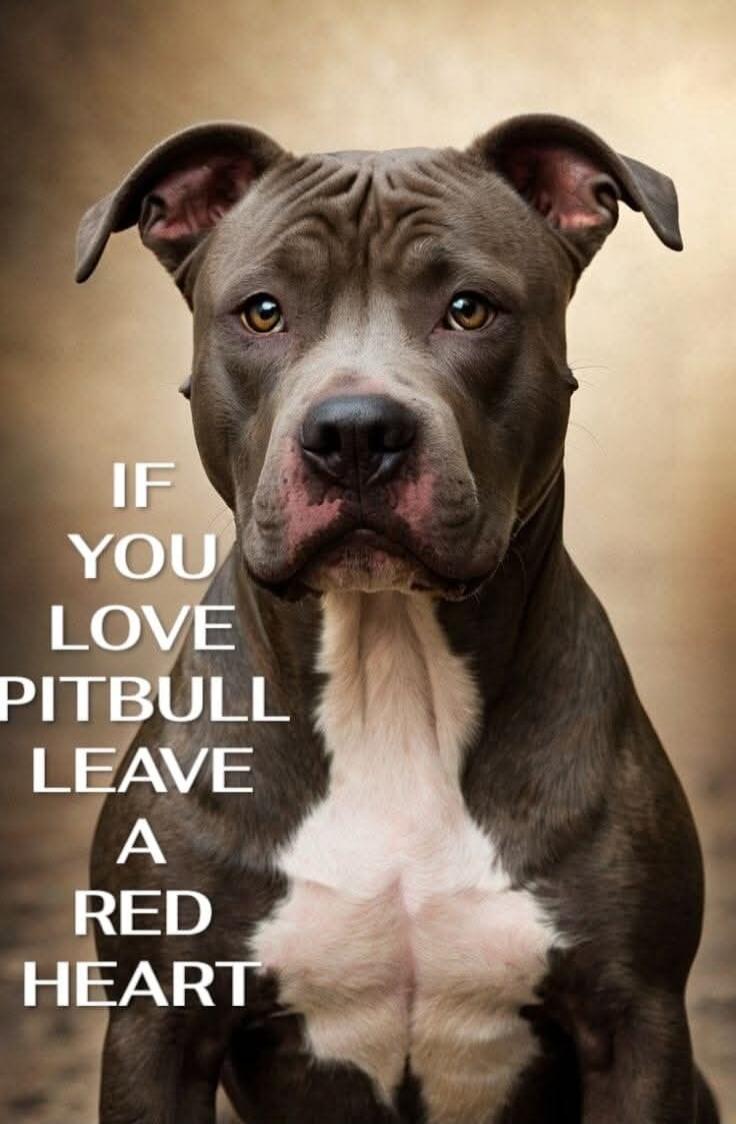IF YOU LOVE PITBULL LEAVE A RED HEART
