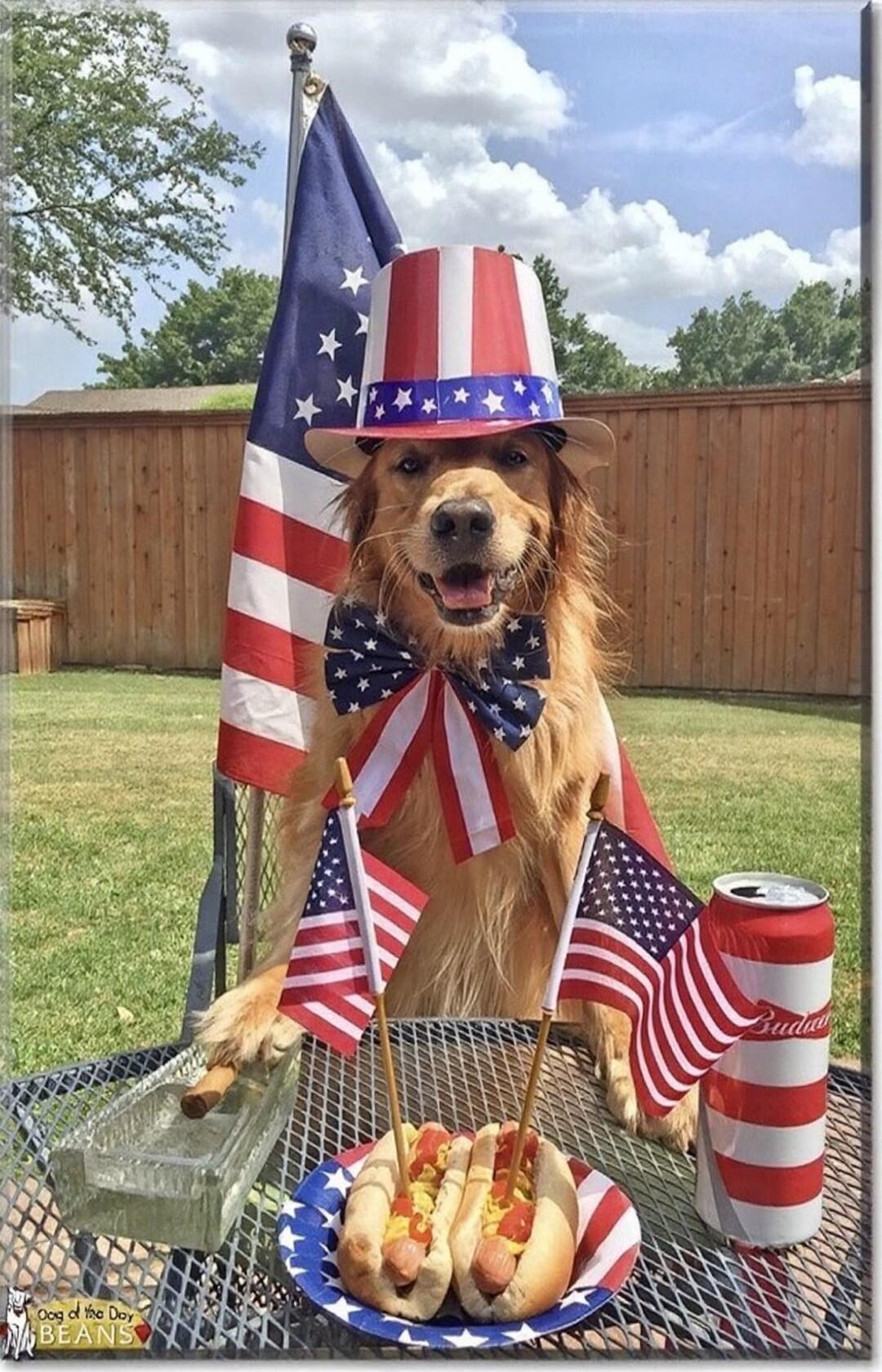 Dog of the Day BEANS