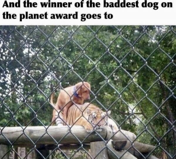 And the winner of the baddest dog on the planet award goes to
