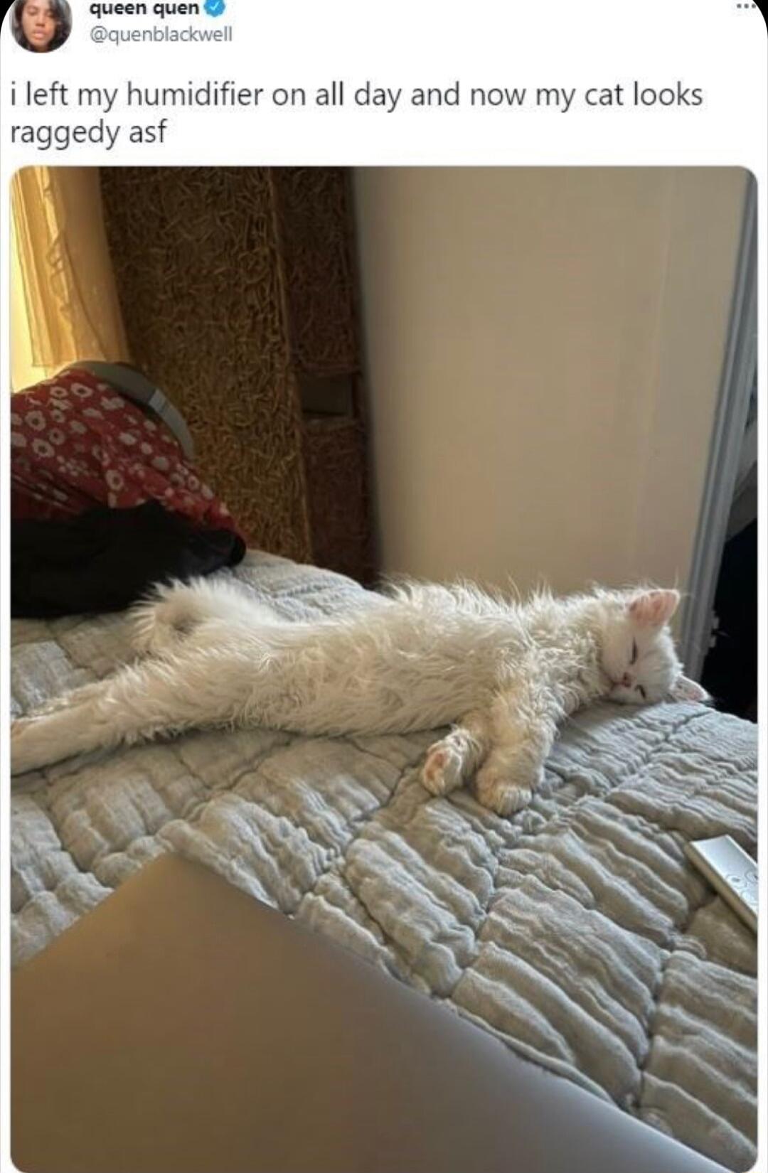 i left my humidifier on all day and now my cat looks