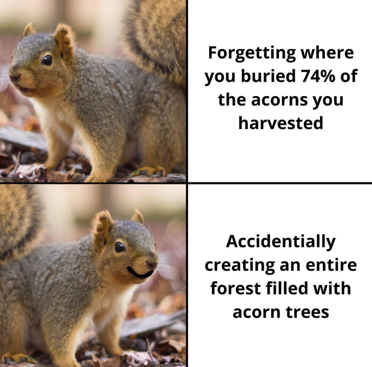 Forgetting where you buried 74 of the acorns you harvested Accidentially creating an entire forest filled with acorn trees