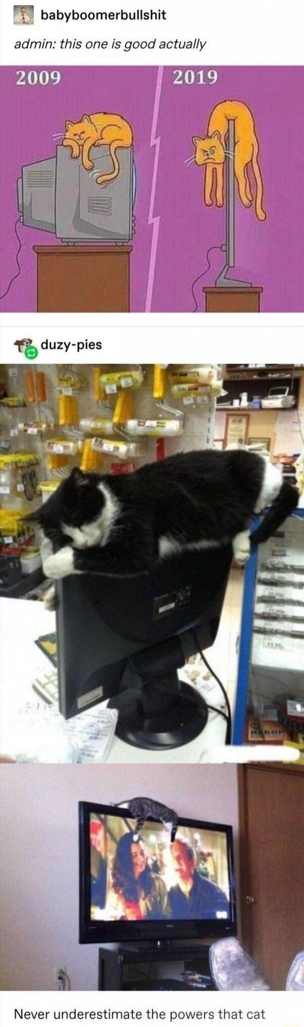 admin: this one is good actually
2009 2019
Never underestimate the powers that cat