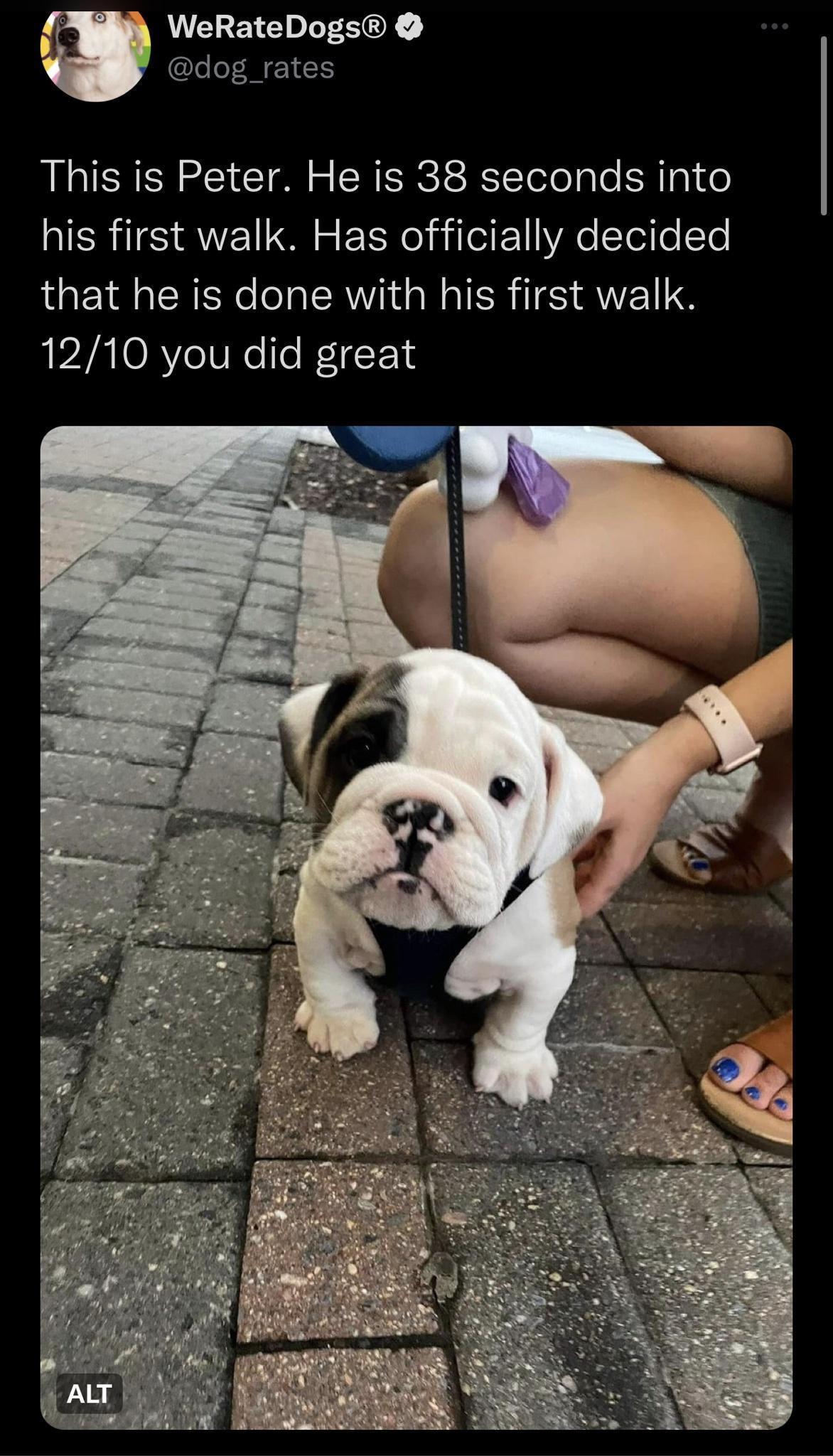 WeRateDogs dog _rates This is Peter He is 38 seconds into his first walk Has officially decided QOEYR R R T ER GRS TS QVE S 1210 you did great