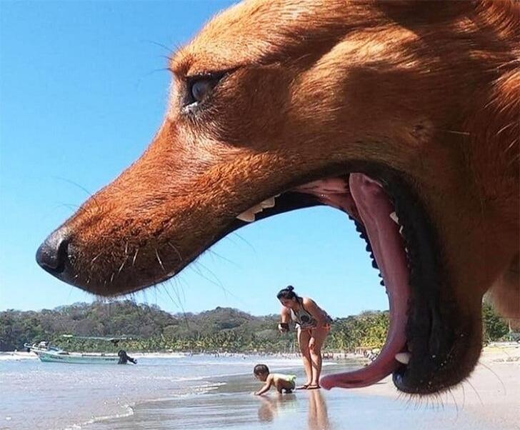 An optical illusion photo showing a giant dog's head with its mouth open, seemingly about to 'eat' a woman in a bikini and a baby crawling on a sunny beach.