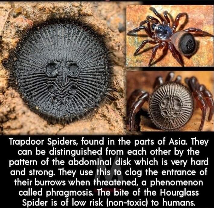 Trapdoor Spiders found in the parts of Asia They can be distinguished from each other by the pattern of the abdominal disk which is very hard and strong They use this to clog the entrance of their burrows when threatened a phenomenon called phragmosis The bite of the Hourglass Spider is of low risk non toxic to humans