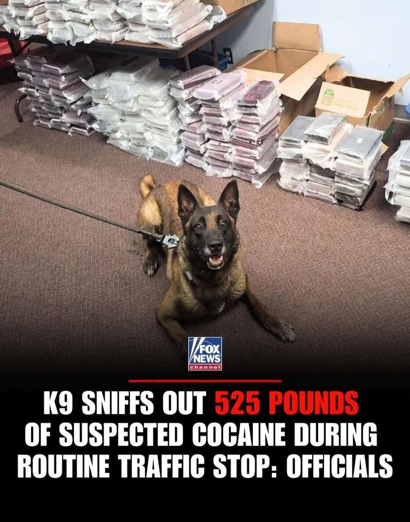 K9 SNIFFS OUT 525 POUNDS OF SUSPECTED COCAINE DURING ROUTINE TRAFFIC STOP: OFFICIALS