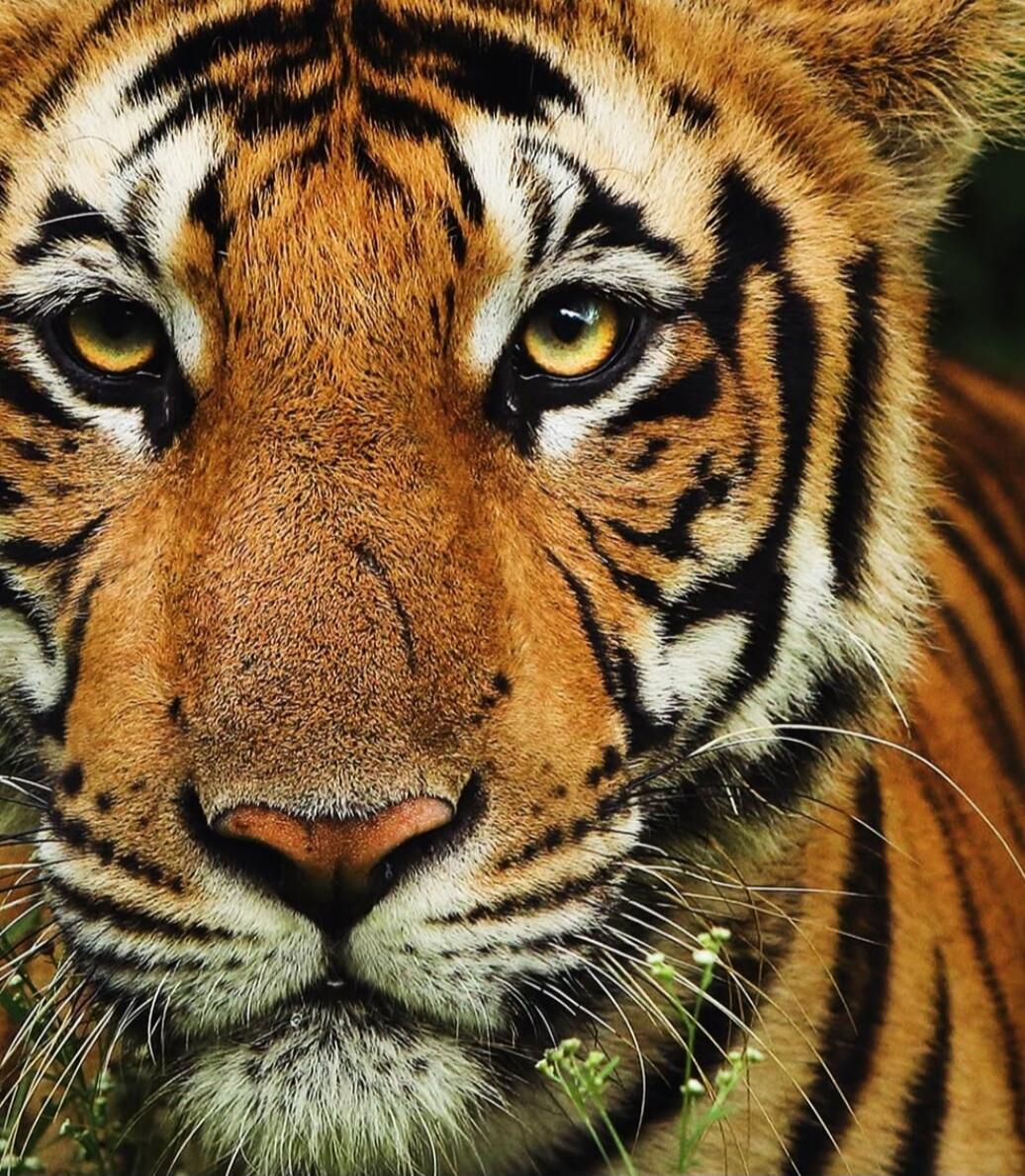 A close-up portrait of a tiger, showing its orange fur with black stripes, yellow eyes, long whiskers, and a pink nose.