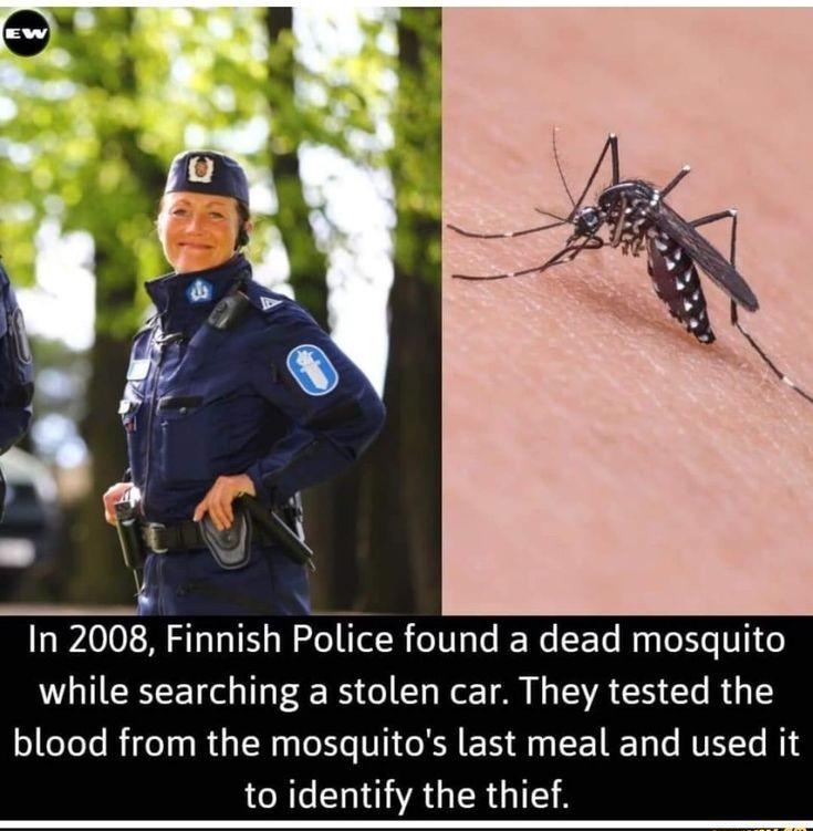 In 2008 Finnish Police found a dead mosquito while searching a stolen car They tested the blood from the mosquitos last meal and used it to identify the thief