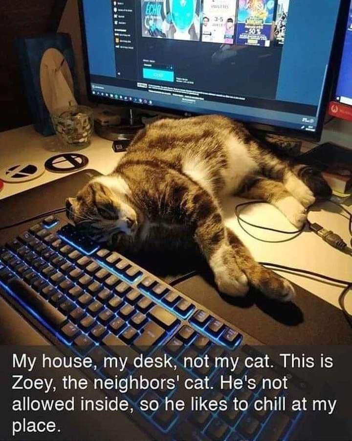 My house my desk not 0 cat This is Zoey the neighbors cat Hes not allowed inside so he likes to chill atmy place L