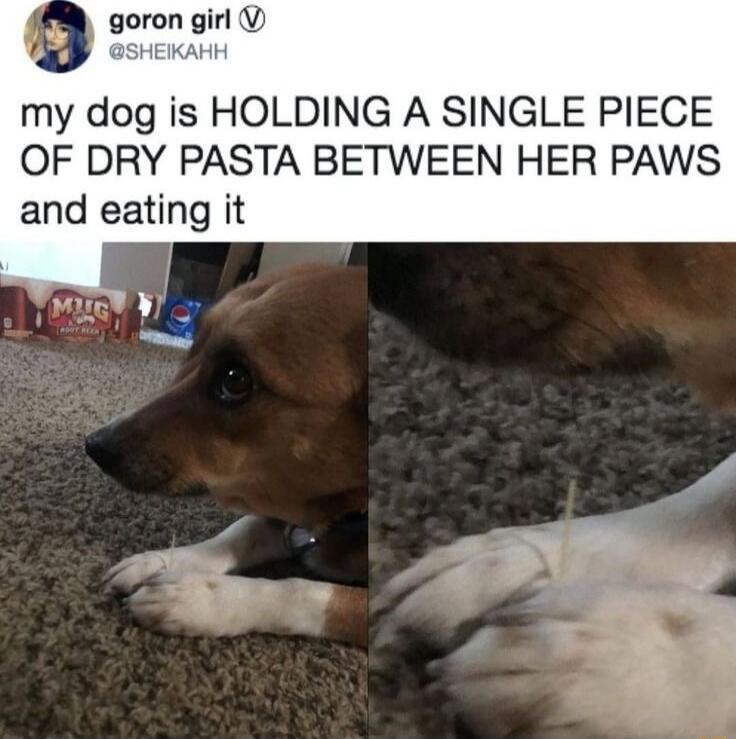my dog is HOLDING A SINGLE PIECE OF DRY PASTA BETWEEN HER PAWS and eating it