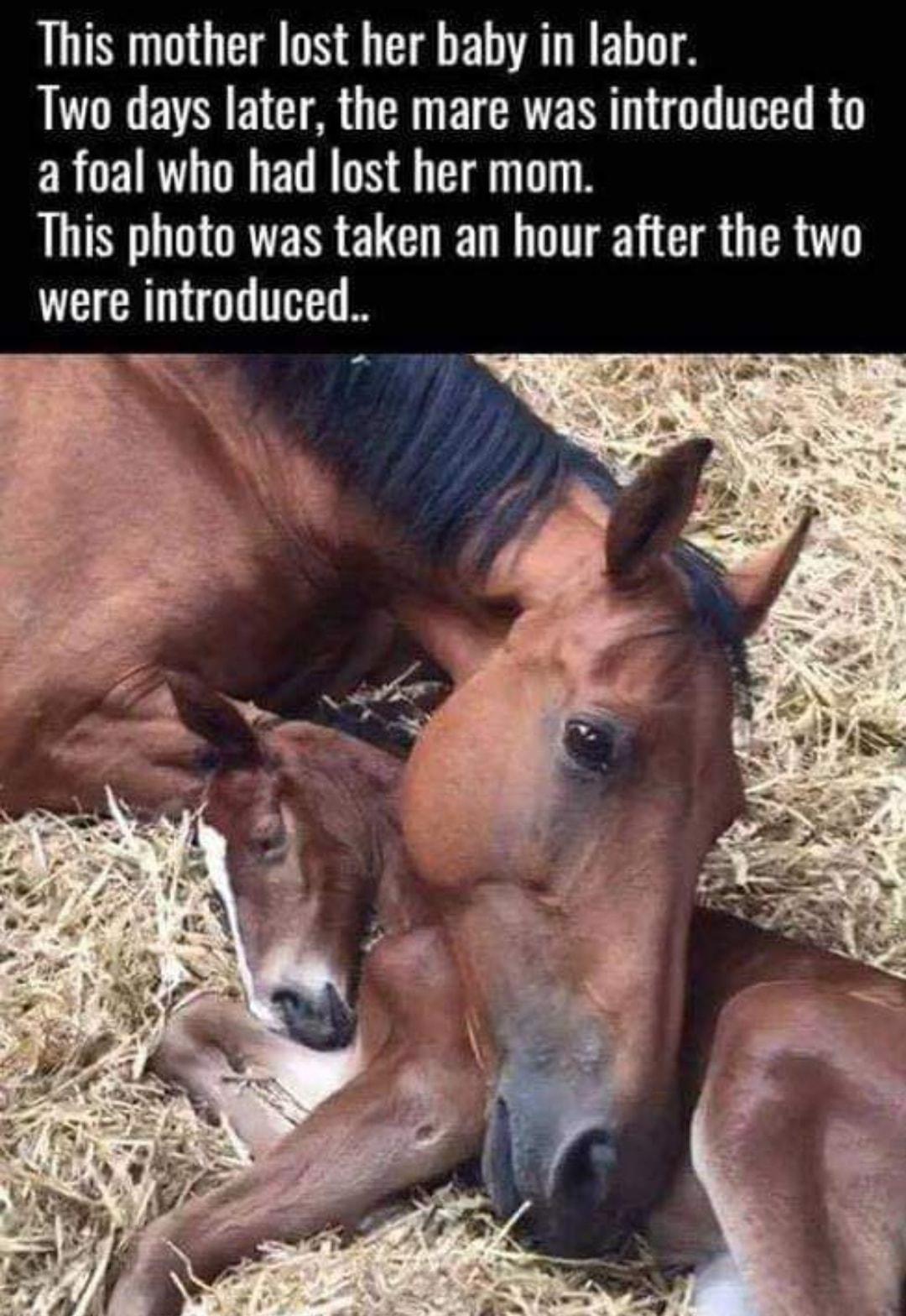 IS G EA S ERTREL A Two days later the mare was introduced to a foal who had lost her mom This photo was taken an hour after the two were introduced