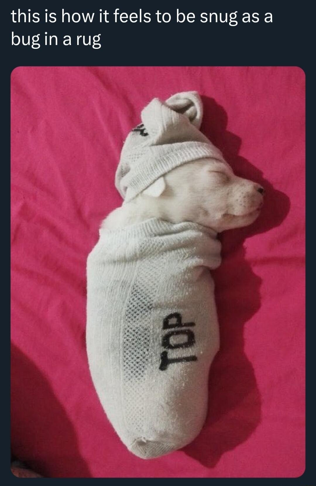 this is how it feels to be snug as a bugin arug