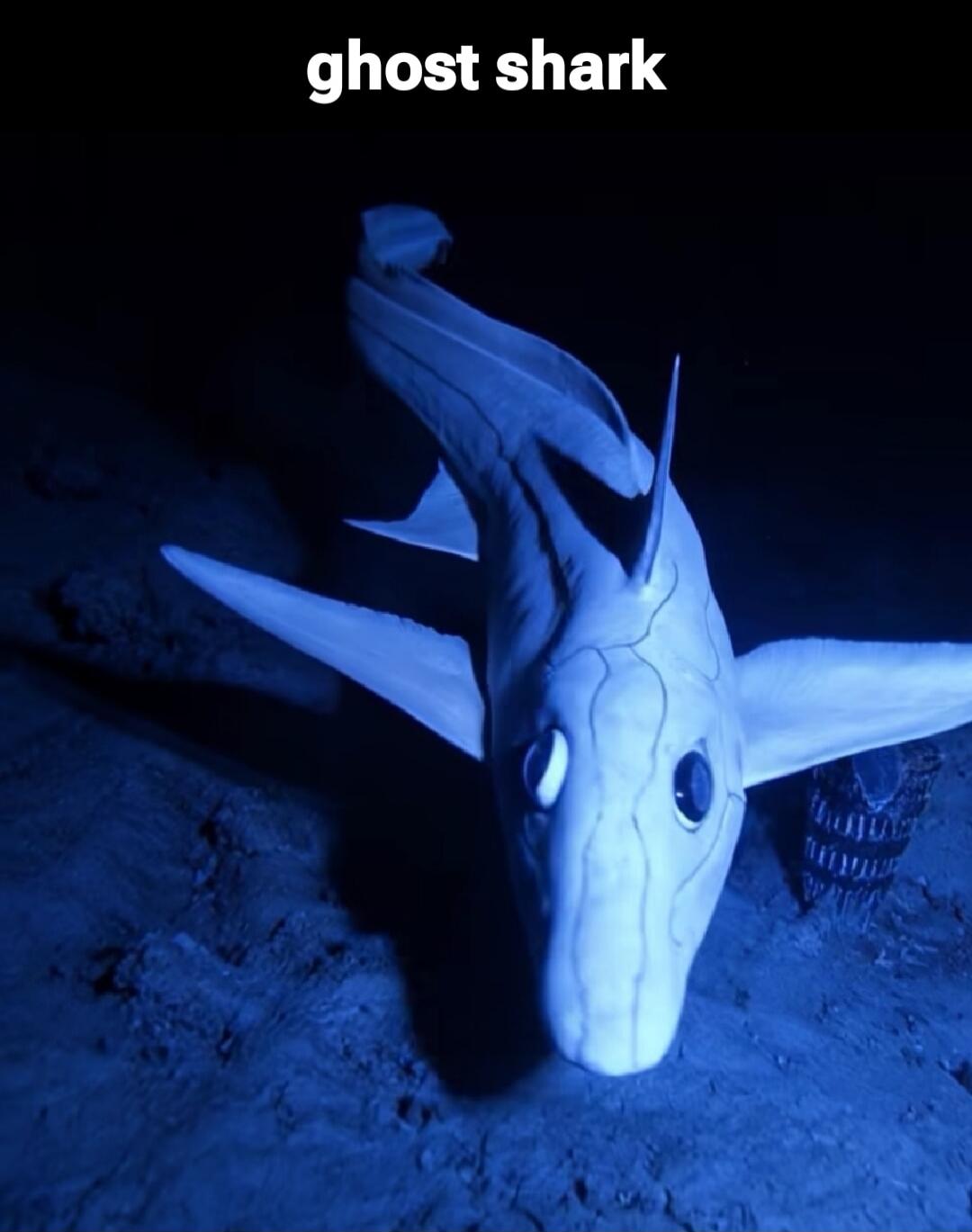 ghost shark