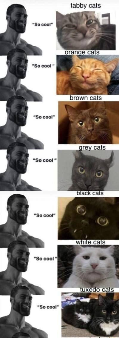 tabby cats So cool brown cats