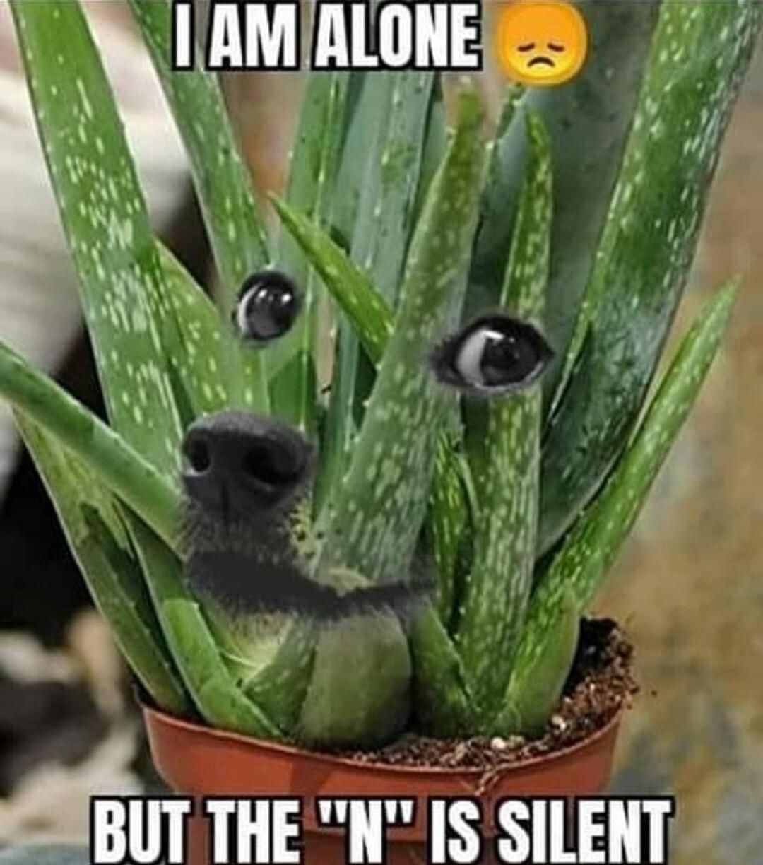 i P r o o1 ot Dy g o e e