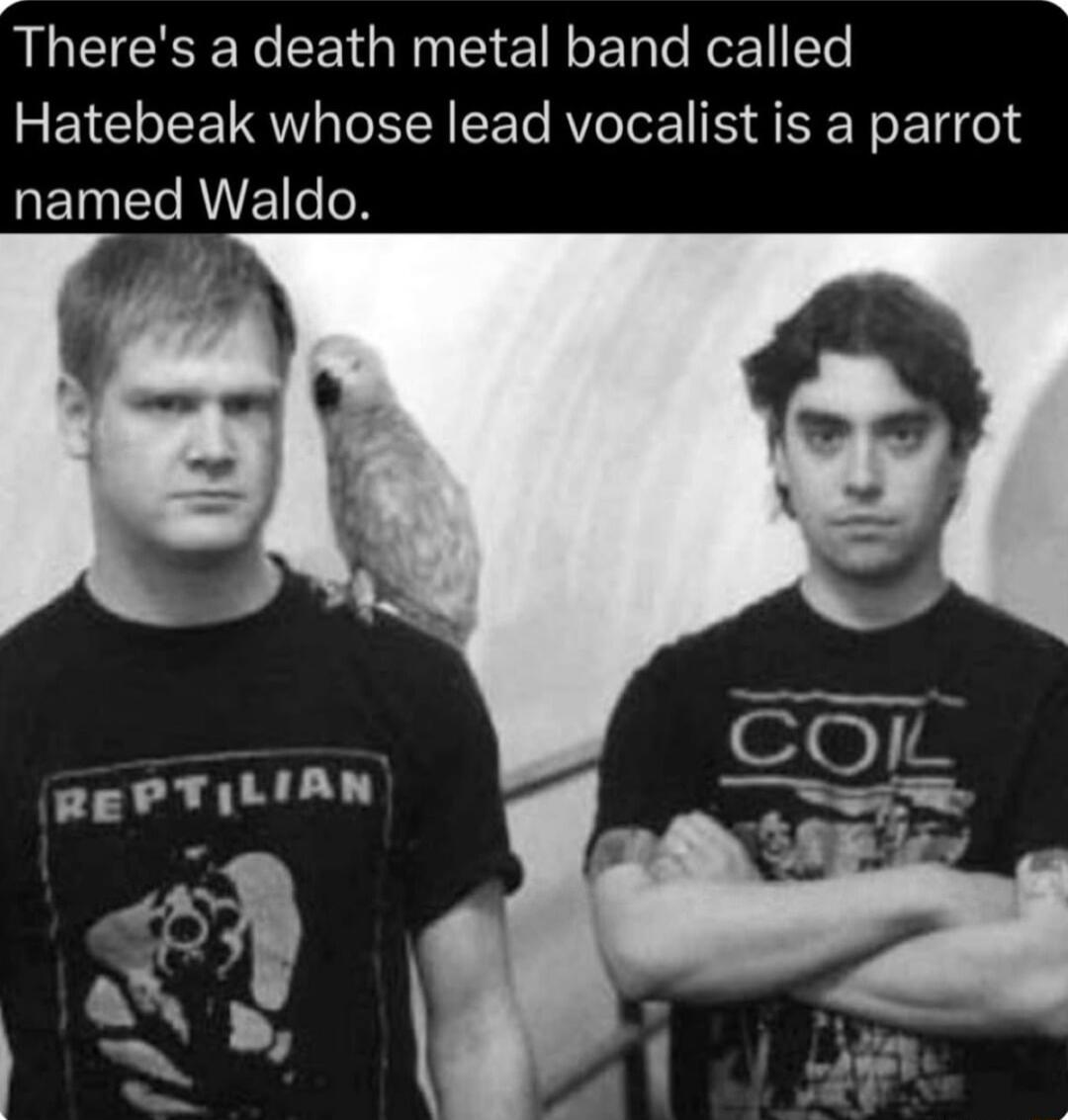 Theres a death metal band called Hatebeak whose lead vocalist is a parrot REINECAVEoN