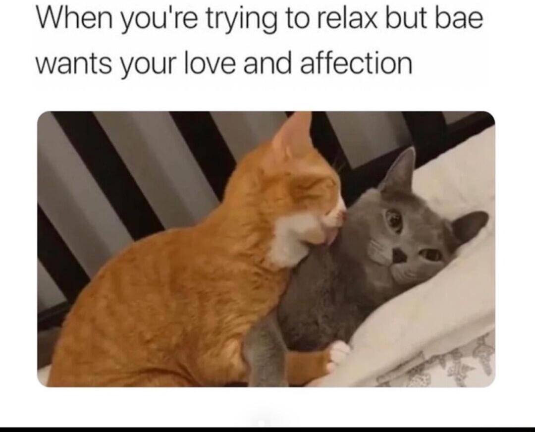 When youre trying to relax but bae wants your love and affection