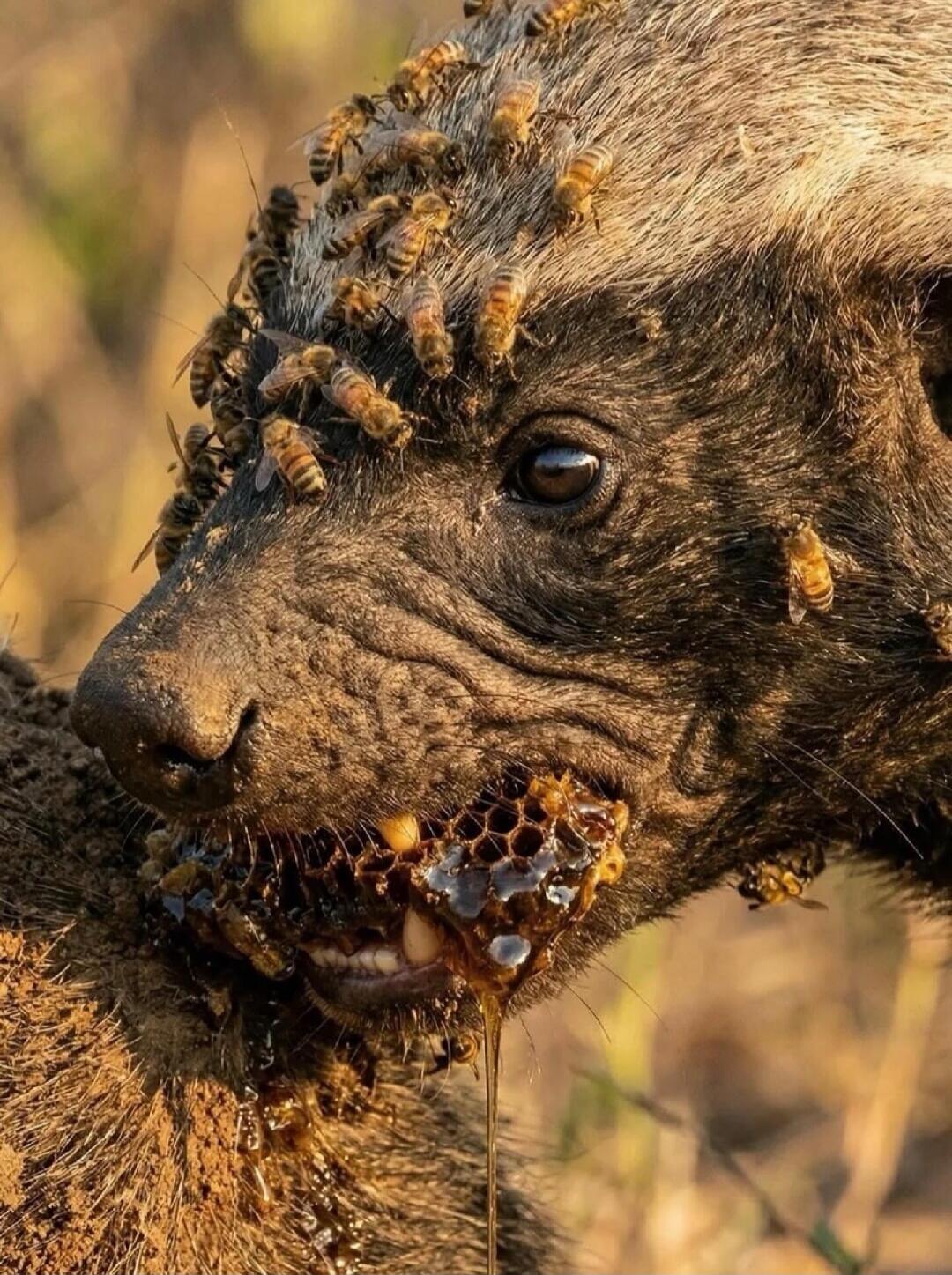 A honey badger is eating honeycomb, covered in bees.