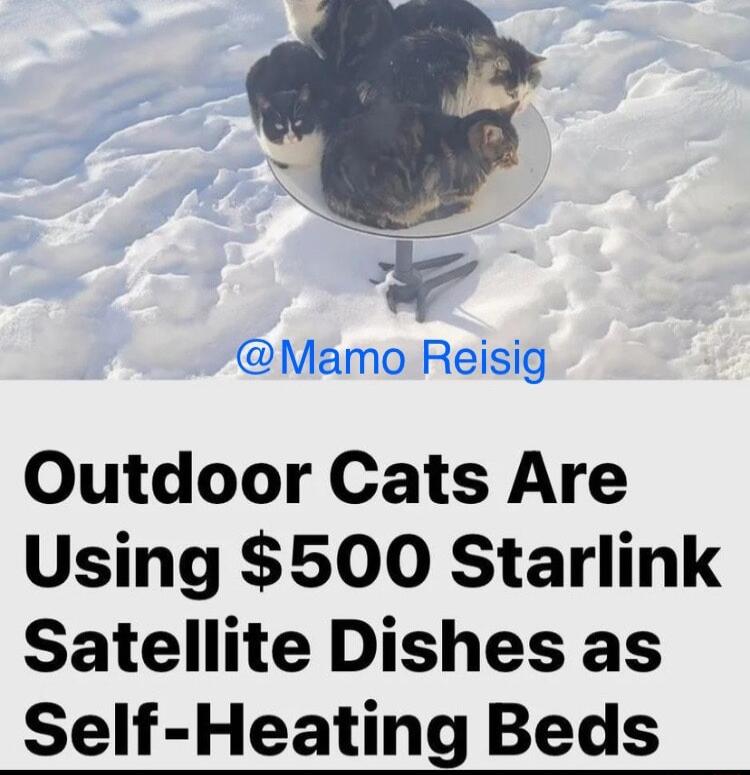 w Mamo Reisig Outdoor Cats Are Using 500 Starlink Satellite Dishes as Self Heating Beds