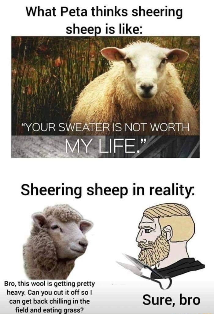 What Peta thinks sheering sheep is like R SWEATER IS NOT WORTH MYCLIFE Bro this wool is getting pretty heavy Can you cut it off so can get back chilling in the field and eating grass