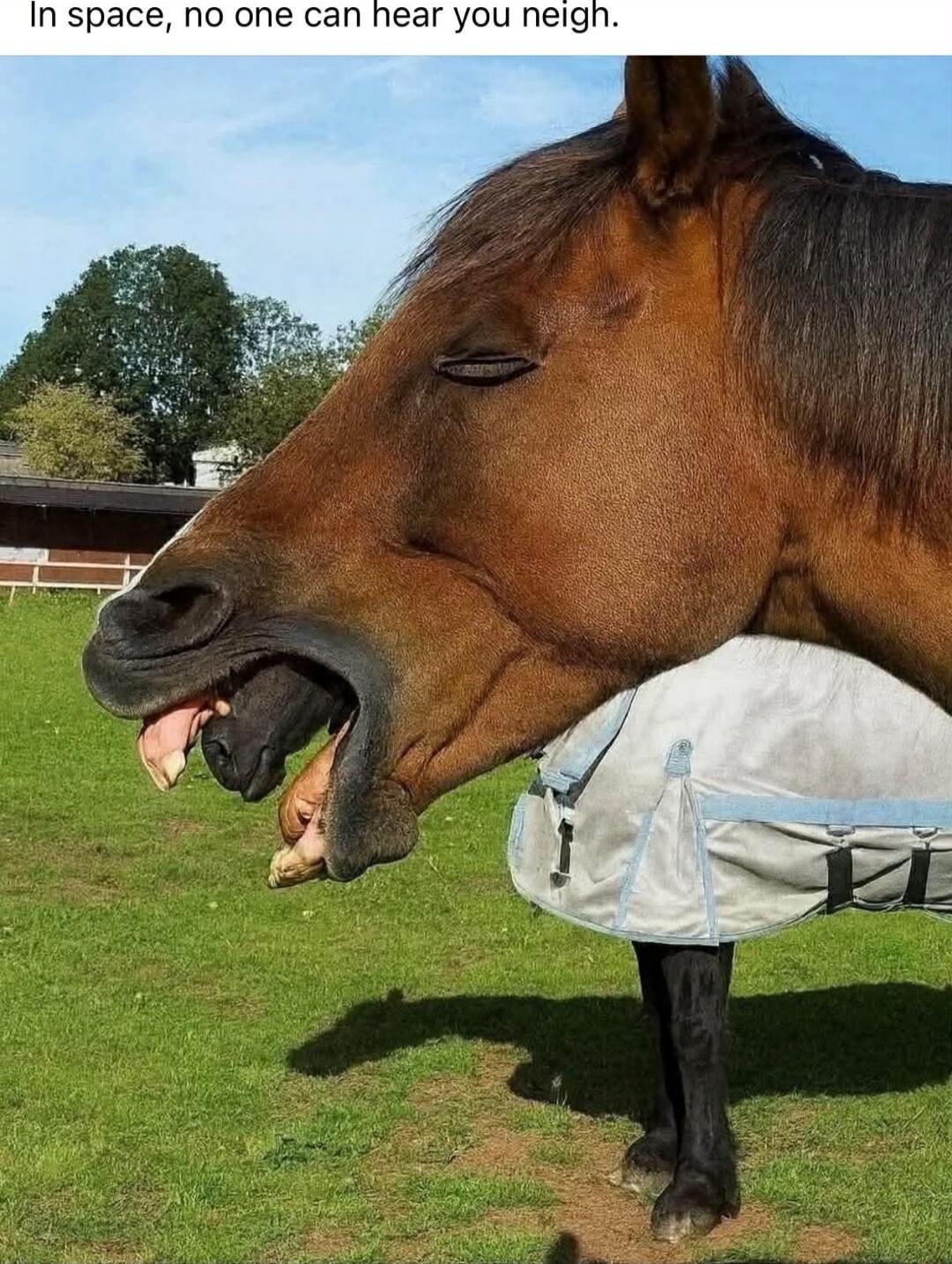 In space, no one can hear you neigh.