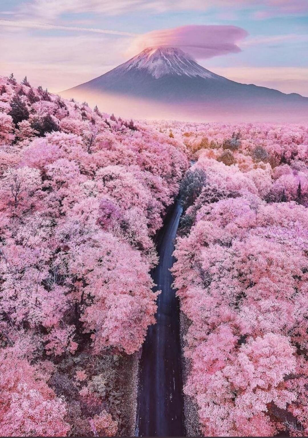 Aerial view of a valley filled with pink cherry blossoms, with a dark river running through the center and a snow-capped mountain in the distance under a pastel sky.