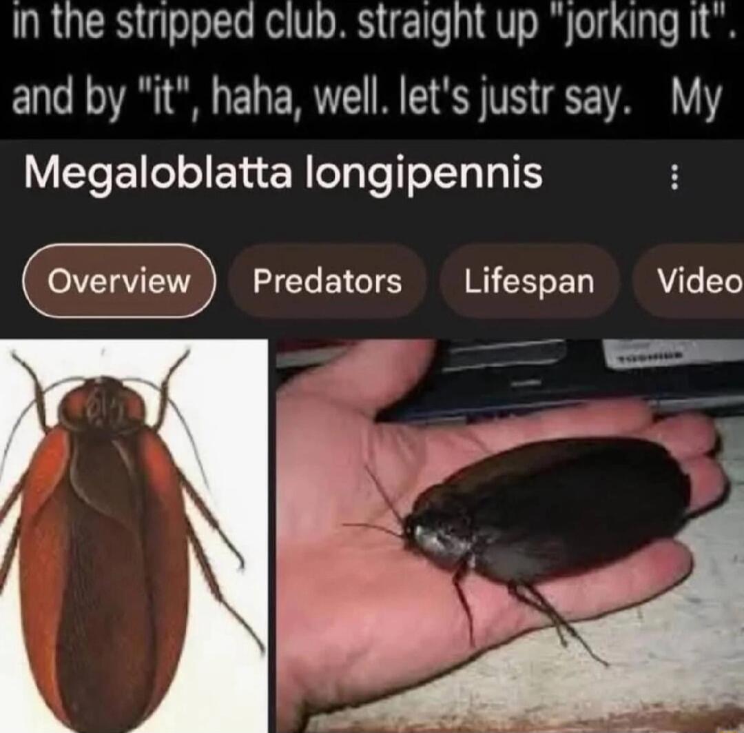 In the stripped club straight up jorking it and by it haha well lets justr say My Megaloblatta longipennis Predators Lifespan Video