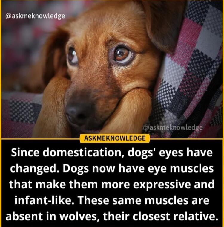 askHilinowicdgh ASKMEKNOWLEDGE Since domestication dogs eyes have LETT CL RO LT CR T RS T AOETR G EUCRG TN LIRS CIEESIVEE LT infant like These same muscles are absent in wolves their closest relative