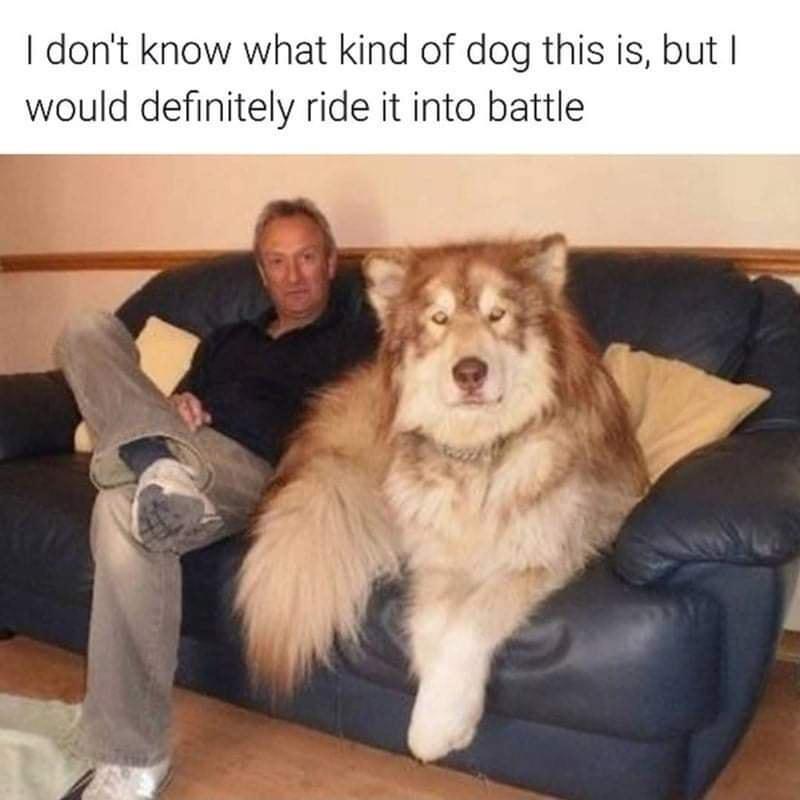 dont know what kind of dog this is but would definitely ride it into battle