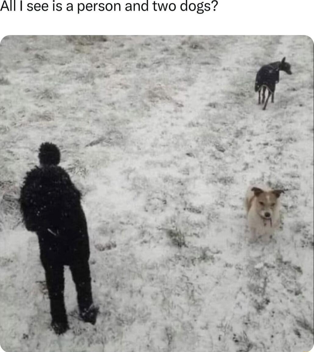 All see Is a person and two dogs