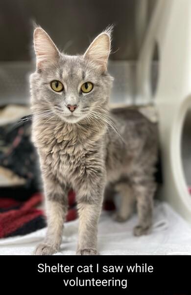 Shelter cat saw while volunteering