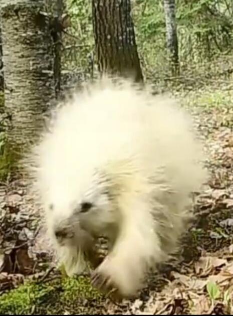 A small fluffy white animal in a forest setting.