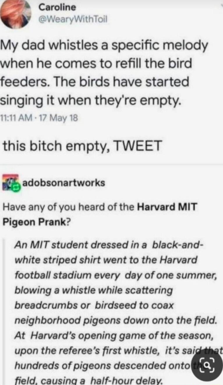 Caroline WearyWithToil My dad whistles a specific melody when he comes to refill the bird feeders The birds have started singing it when theyre empty 1111 AM 17 May 18 this bitch empty TWEET adobmnlrtworkn Have any of you heard of the Harvard MIT Pigeon Prank An MIT student dressed in a black and white striped shirt went to the Harvard football stadium every day of one summer blowing a whistle whi