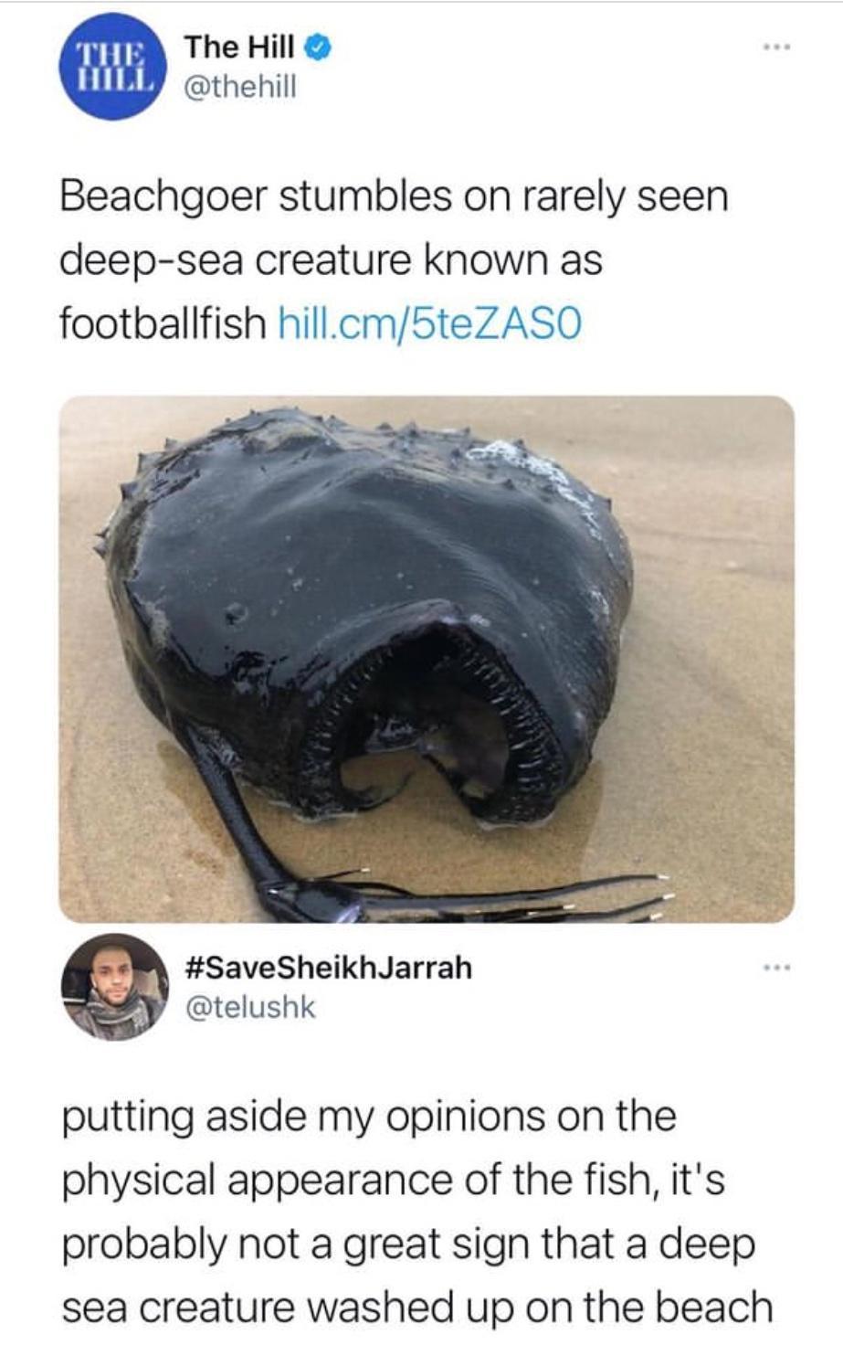 The Hill thehill Beachgoer stumbles on rarely seen deep sea creature known as footballfish hillcm5teZASO Q 2 SaveSheikhJarrah 2y telushk putting aside my opinions on the physical appearance of the fish its probably not a great sign that a deep sea creature washed up on the beach