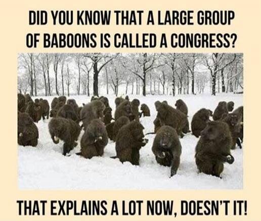 DID YOU KNOW THAT A LARGE GROUP OF BABOONS IS CALLED A CONGRESS? THAT EXPLAINS A LOT NOW, DOESN'T IT!