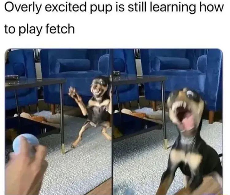 Overly excited pup is still learning how to play fetch