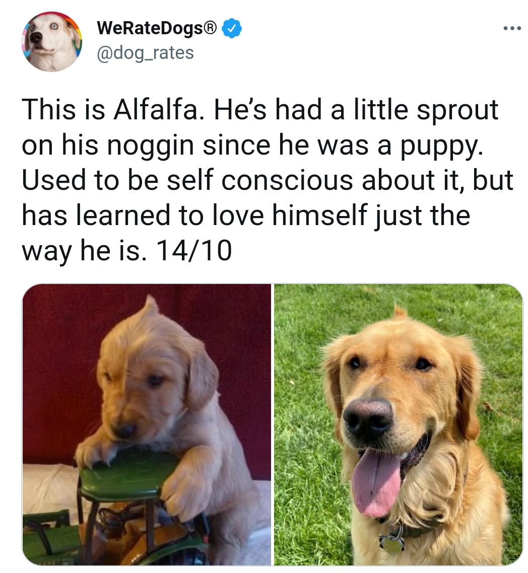 WeRateDogs V dog_rates This is Alfalfa Hes had a little sprout on his noggin since he was a puppy Used to be self conscious about it but has learned to love himself just the way he is 1410