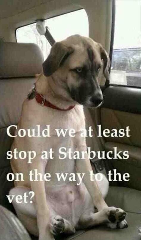 Could we at least stop at Starbucks on the way to the vet?