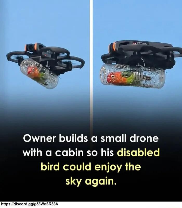 Owner builds a small drone with a cabin so his disabled bird could enjoy the sky again.