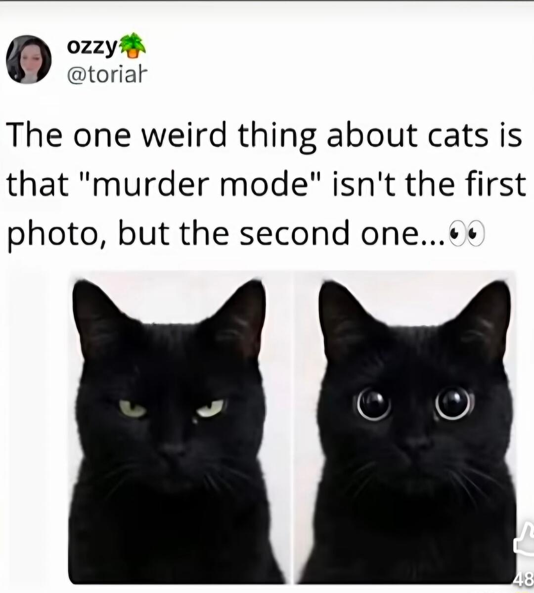 ozzy @torial The one weird thing about cats is that 