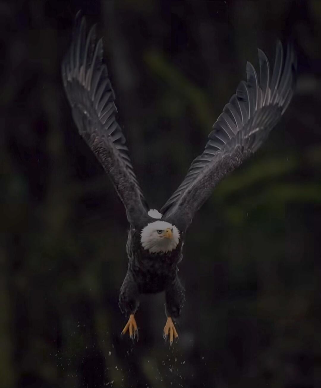 A bald eagle with wings spread, talons extended, descending toward the camera.