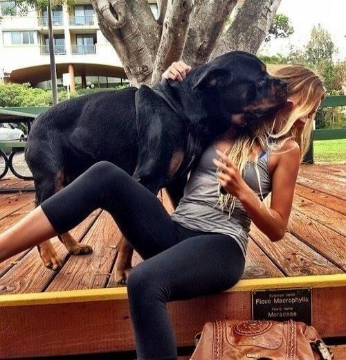 Ficus Macrophylla Family Name Moraceae. A woman is sitting on a wooden bench, and a large black dog is affectionately licking her face. The woman is making a peace sign.