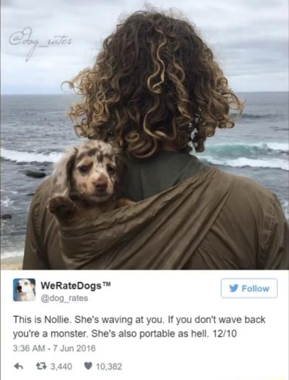 WeRateDogs Nollie Shes waving at you If you dont w youre a monster Shes also portable as hell 12