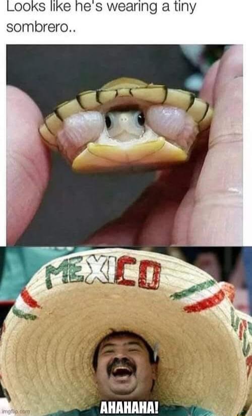 OO0KS lIke hes wearing a tiny sombrero