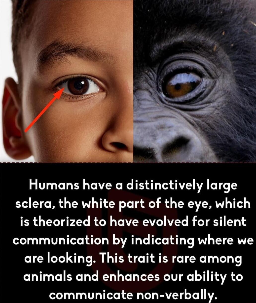 Humans have a distinctively large sclera the white part of the eye which is theorized to have evolved for silent communication by indicating where we are looking This trait is rare among animals and enhances our ability to communicate non verbally