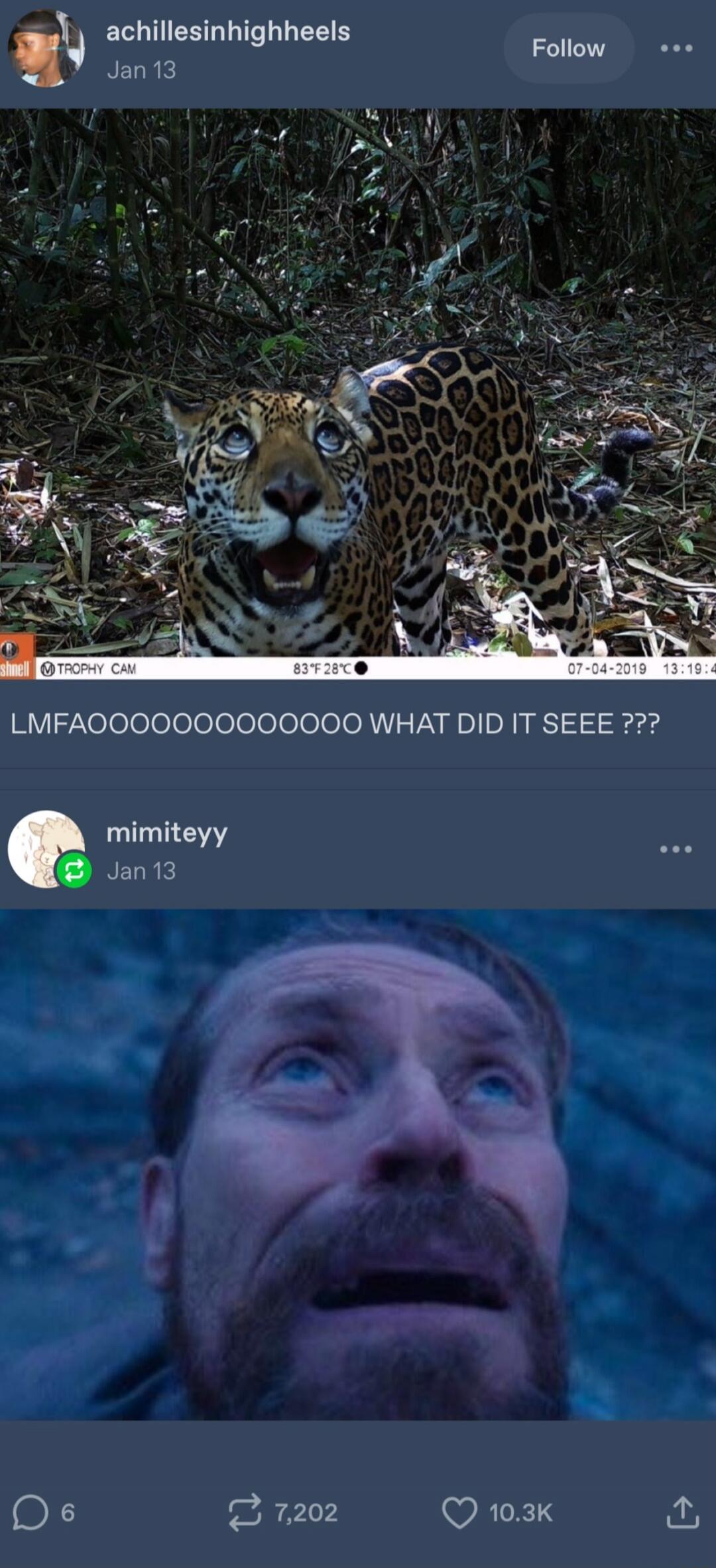 LMFAOOOOOOOOOOOOOO WHAT DID IT SEE ???