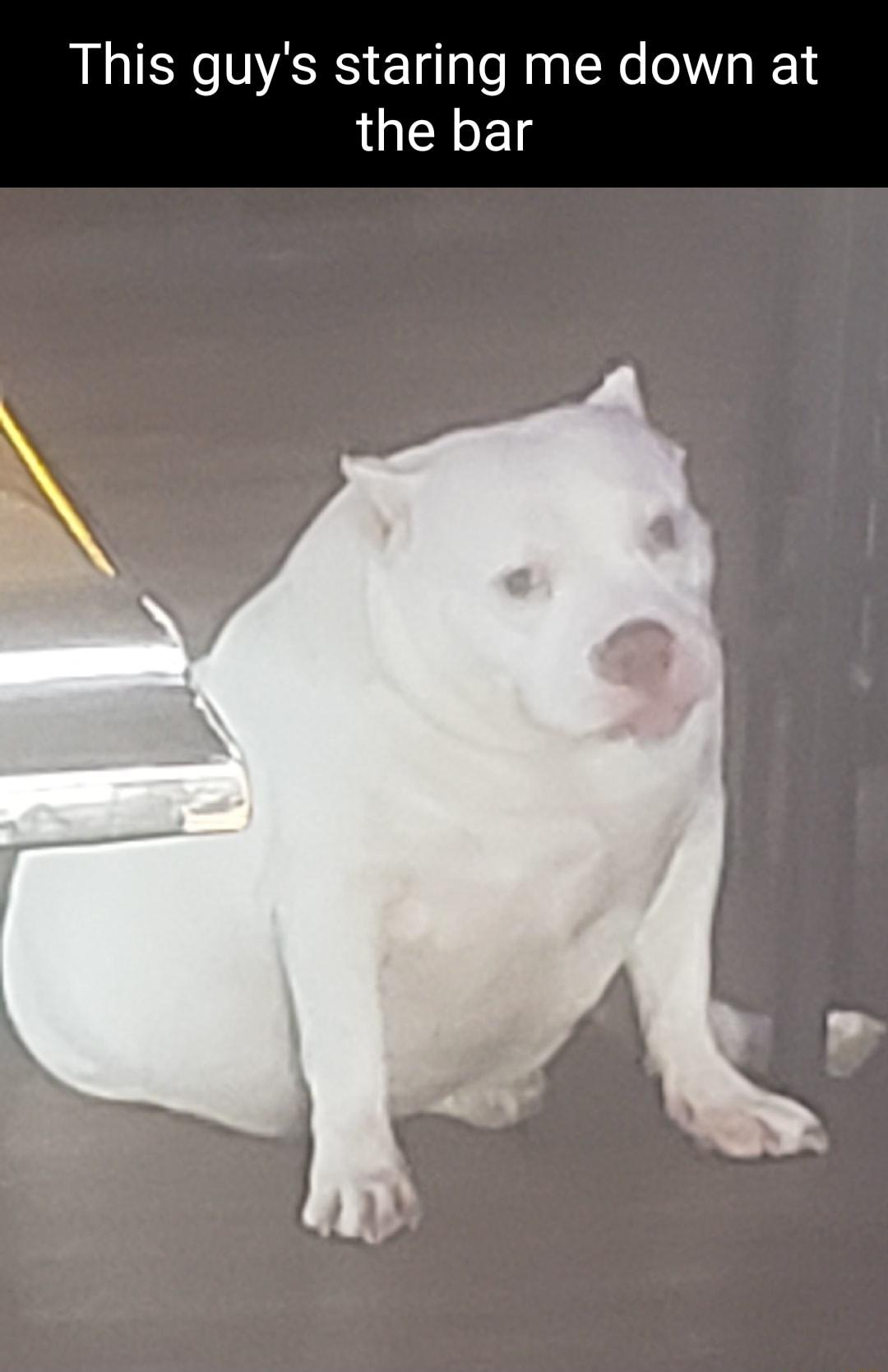 This guys staring me down at the bar