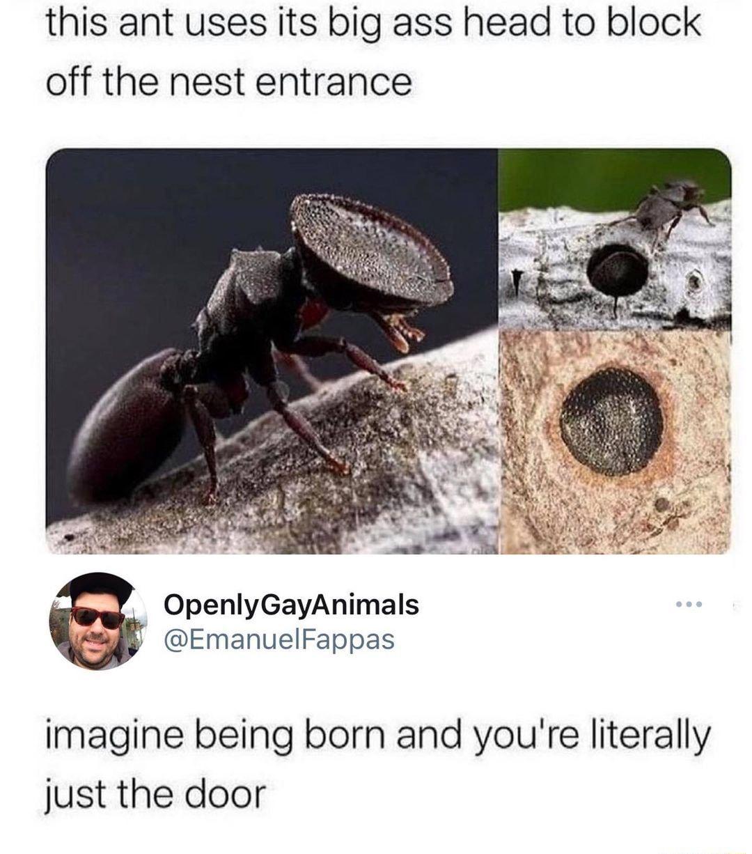 this ant uses its big ass head to block off the nest entrance OpenlyGayAnimals i EmanuelFappas imagine being born and youre literally just the door